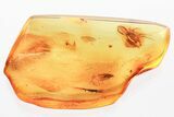 Detailed Fossil Caddisfly, Fungus Gnat, and Wasp in Baltic Amber #372496-1